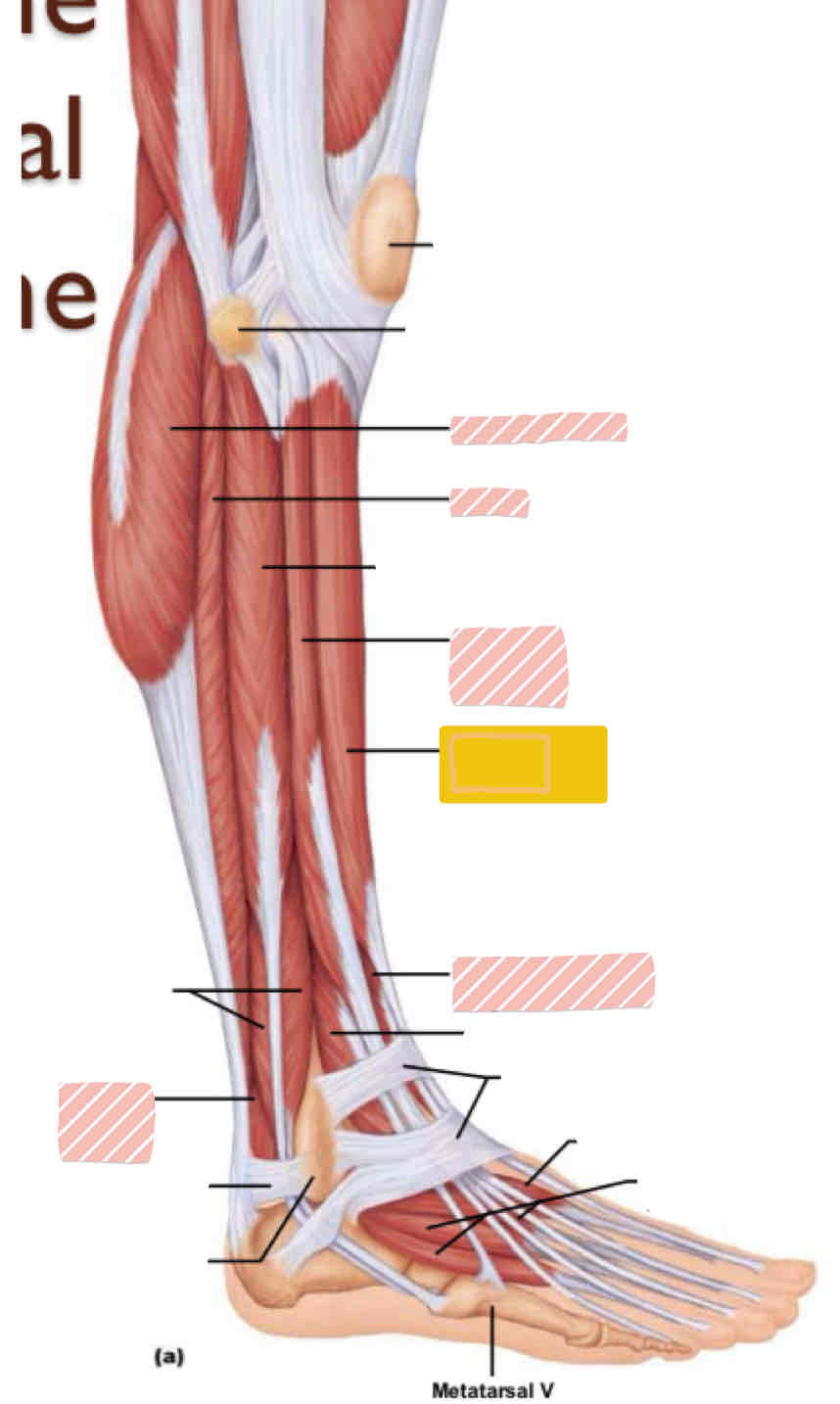 <p><span>Lateral leg (below knee)</span></p>