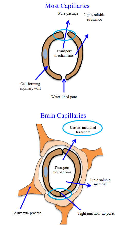 <ul><li><p>Porous. </p></li><li><p>They have passages b/w the cells that make up the walls. </p></li><li><p>This allows fluid-containing electrolytes or much larger molecules (even WBCs) to exit from the interior of the capillary. </p></li><li><p>Capillaries in the brain are the exact opposite; requires carrier-mediated transport and is tightly joined together. </p></li></ul><p></p>