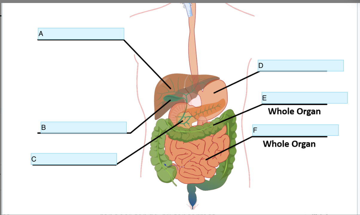 <p>Identify Organ B</p>