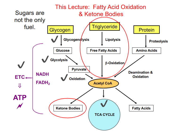 <p>DIAGRAM ON SLIDE 3</p>