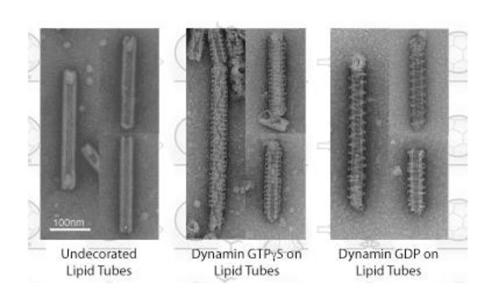 <ul><li><p>EM images show lipid tubes with:</p><ul><li><p>No dynamin (left)</p></li><li><p>Dynamin + non-hydrolyzable GTP (middle)</p></li><li><p>Dynamin + GDP after GTP hydrolysis (right)</p></li></ul></li><li><p>After GTP hydrolysis:</p><ul><li><p><strong>Helical rings are more spaced apart</strong></p></li><li><p>Indicates <strong>elongation</strong> of the polymer</p></li></ul></li><li><p>This supports the <strong>poppase model</strong></p></li></ul><p></p>