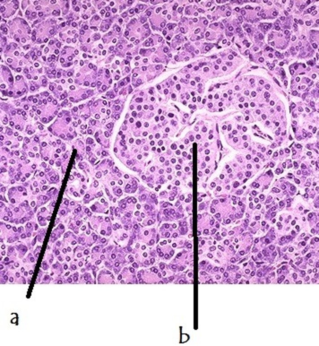 <p>endocrine cells in the pancreas that control the release of the hormones insulin and glucagon; b in the image</p>