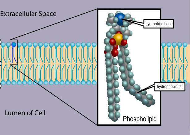  **Each molecule has one head and two tails. The heads are hydrophilic and the tails are hydrophobic.**