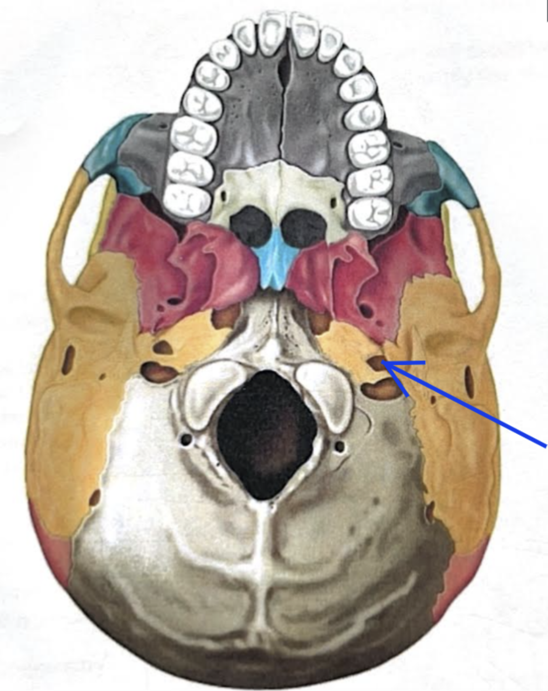 <ul><li><p><strong>Carotid canal</strong></p></li><li><p>Opening through which the internal carotid artery passes into the cranial cavity </p></li></ul><p></p>