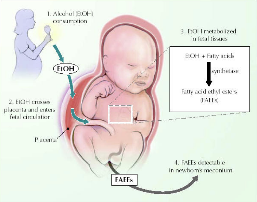 <p>(literally, “monster makers”) agents, such as chemicals and viruses, that can reach the embryo or fetus during prenatal development and cause harm.</p>