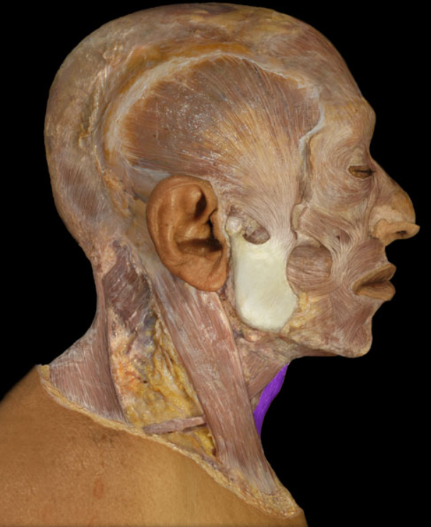 <ul><li><p>Action: Depression of hyoid bone</p></li></ul><p>Origin: Sternum (manubrium), Clavicle (medial end)</p><ul><li><p>Insertion: Hyoid bone</p></li><li><p>Innervation: Ventral rami of C1-3 spinal nerves (ansa cervicalis)</p></li></ul><p></p>