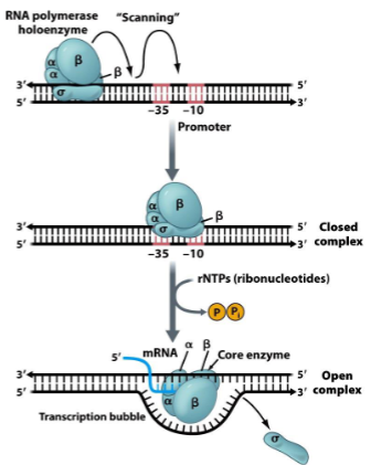 <ol><li><p>sigma factor</p></li><li><p>sigma factor, core enzyme, promotor region</p></li><li><p>core enzyme, promotor (open complex)</p></li><li><p>sigma factor</p></li></ol><p></p>