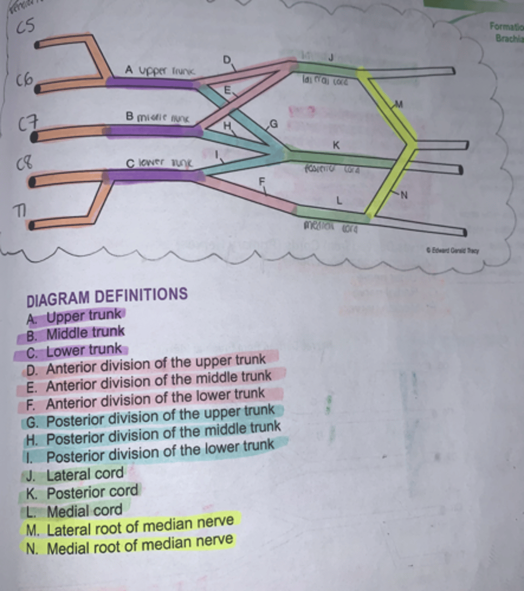<p>C5 and C6 > Upper Trunk > Anterior Upper and Anterior Middle > Lateral Cord</p><p>C7 > Middle Trunk > Posterior Upper, Middle, Lower > Posterior Cord</p><p>C8 and T1 > Anterior Lower > Medial Cord </p>