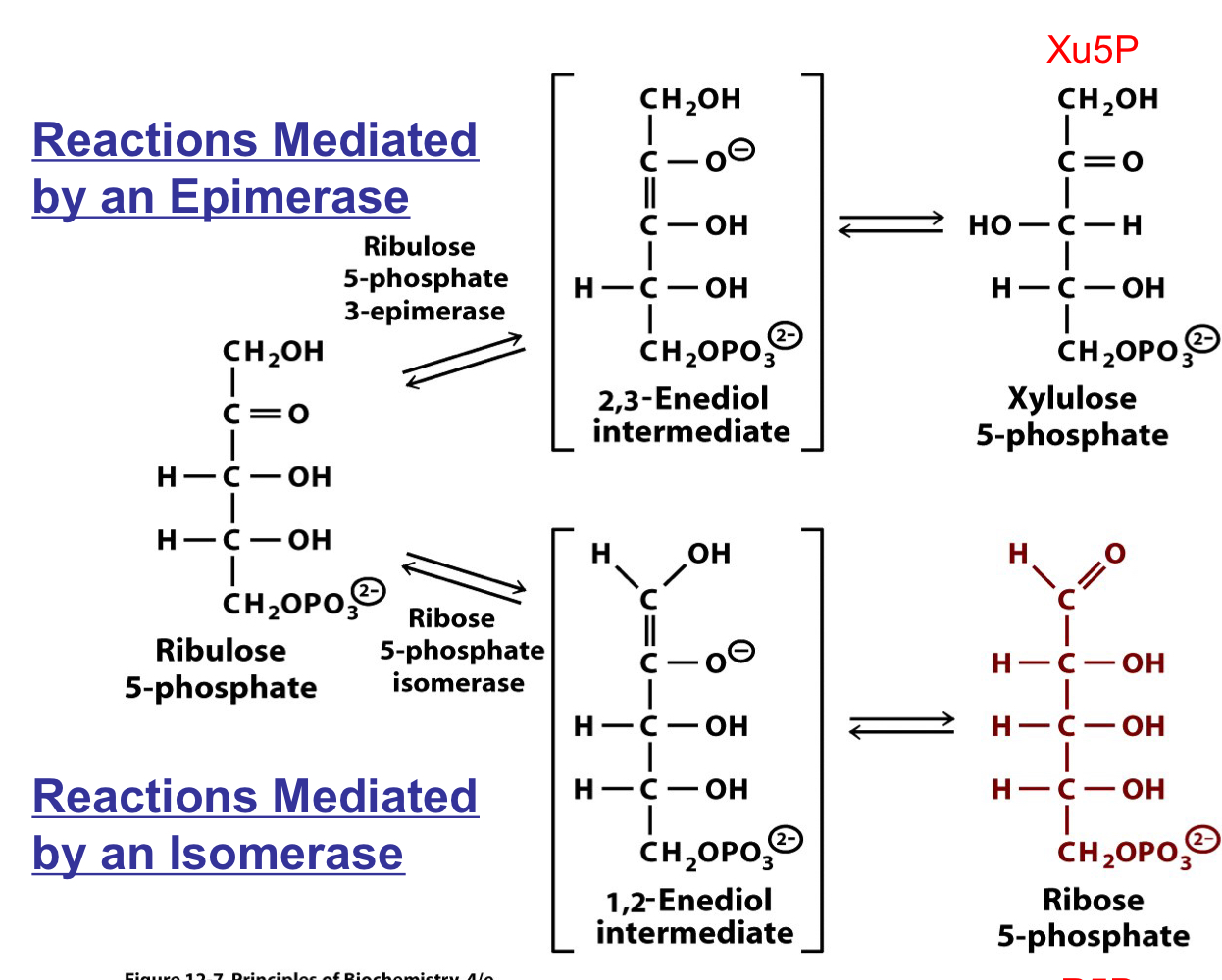 
4. ribulose-5-phosphate (Ru5P) is converted to ribose 5-phosphate (R5P) by an isomerase 
5. ribulose-5-phosphate (Ru5P) is converted to xylulose 5-phosphate by an epimerase 

if only NADPH is required, the ratio is 2:1 Xu5P:R5P, setting the stage for recycling of the carbon compounds to re-enter glycolysis

R5P can be siphoned off as a precursor for nucleotides in rapidly dividing cells