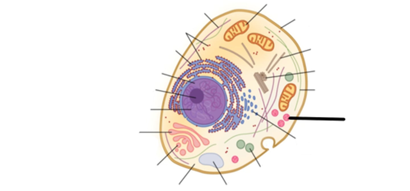 <p>An organelle containing digestive enzymes.</p>
