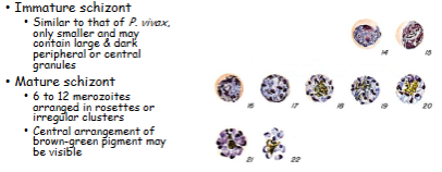 <p>What is the genus, species, and stage of this parasite?</p>