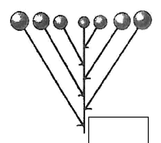 <p>pedicure of unequal length alternately attached along central axis</p>