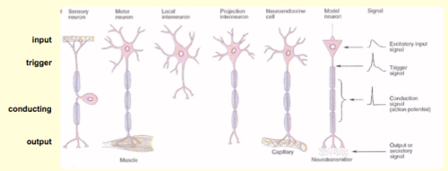 <p>1. Input</p><p>2. Trigger = axon hillock</p><p>3. Conducting = connection of input to output region</p><p>4. Output</p><p>Sensory = pseudounipolar neuron, cell body is in the middle of axon</p>