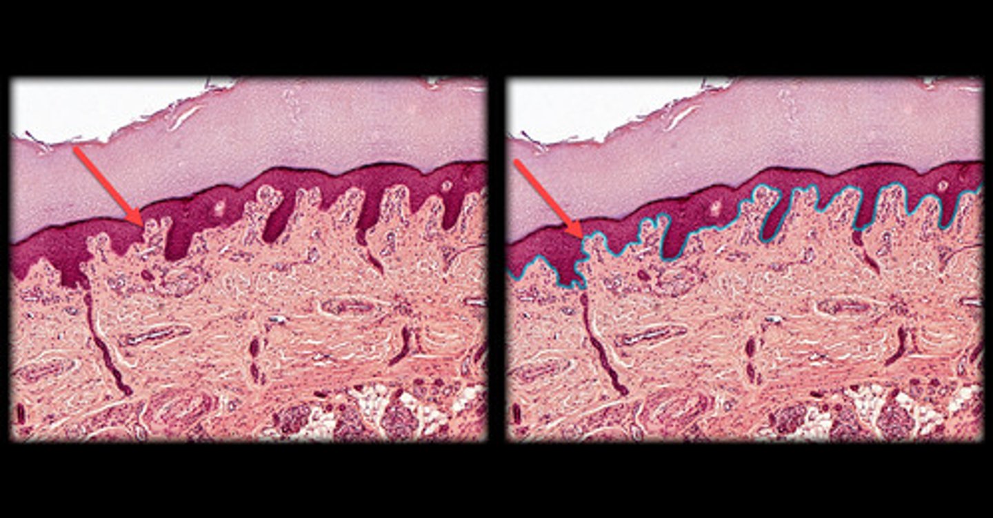 <p>- Deepest layer of the epidermis, resting directly on the basement membrane.</p><p>- Single layer of columnar or cuboidal cells, often with visible mitotic activity (cells dividing).</p><p>- Cells appear larger and darker-stained, with a large nucleus. - - Responsible for generating new cells that migrate upwards to form the outer layers of the skin.</p>