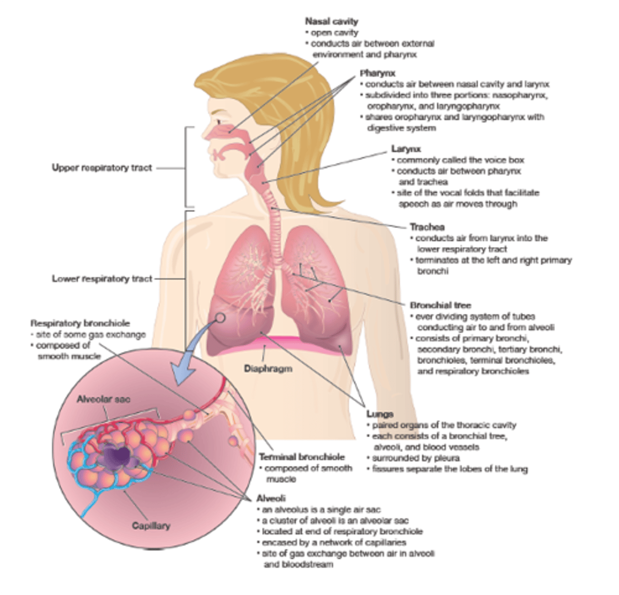 <p>airway from trachea to lungs</p>