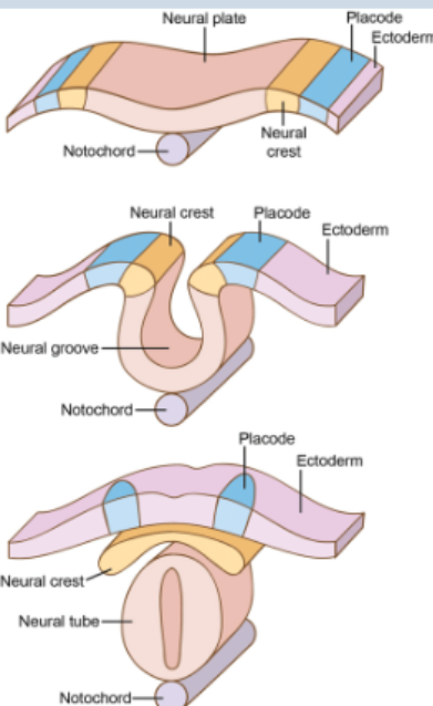 <p>Localized thickenings of ectoderm just</p><p>lateral to neural plate border that give rise</p><p>to cells that make up many of the sensory</p><p>components in the vertebrate head</p>