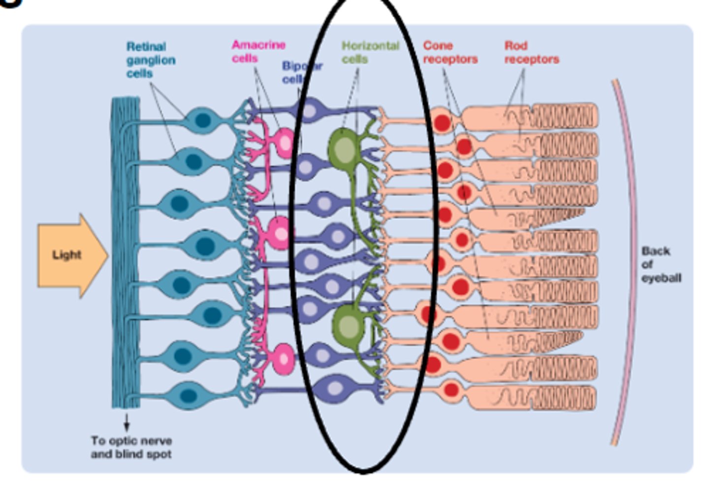 <p>horizontal cells</p>