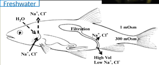 <ul><li><p>excrete water with their kidneys </p></li><li><p>use gills to excrete wastes and take up salts</p></li><li><p>Osmoregulators </p></li><li><p>e.g. Mozambique tilapia</p></li></ul><p></p>