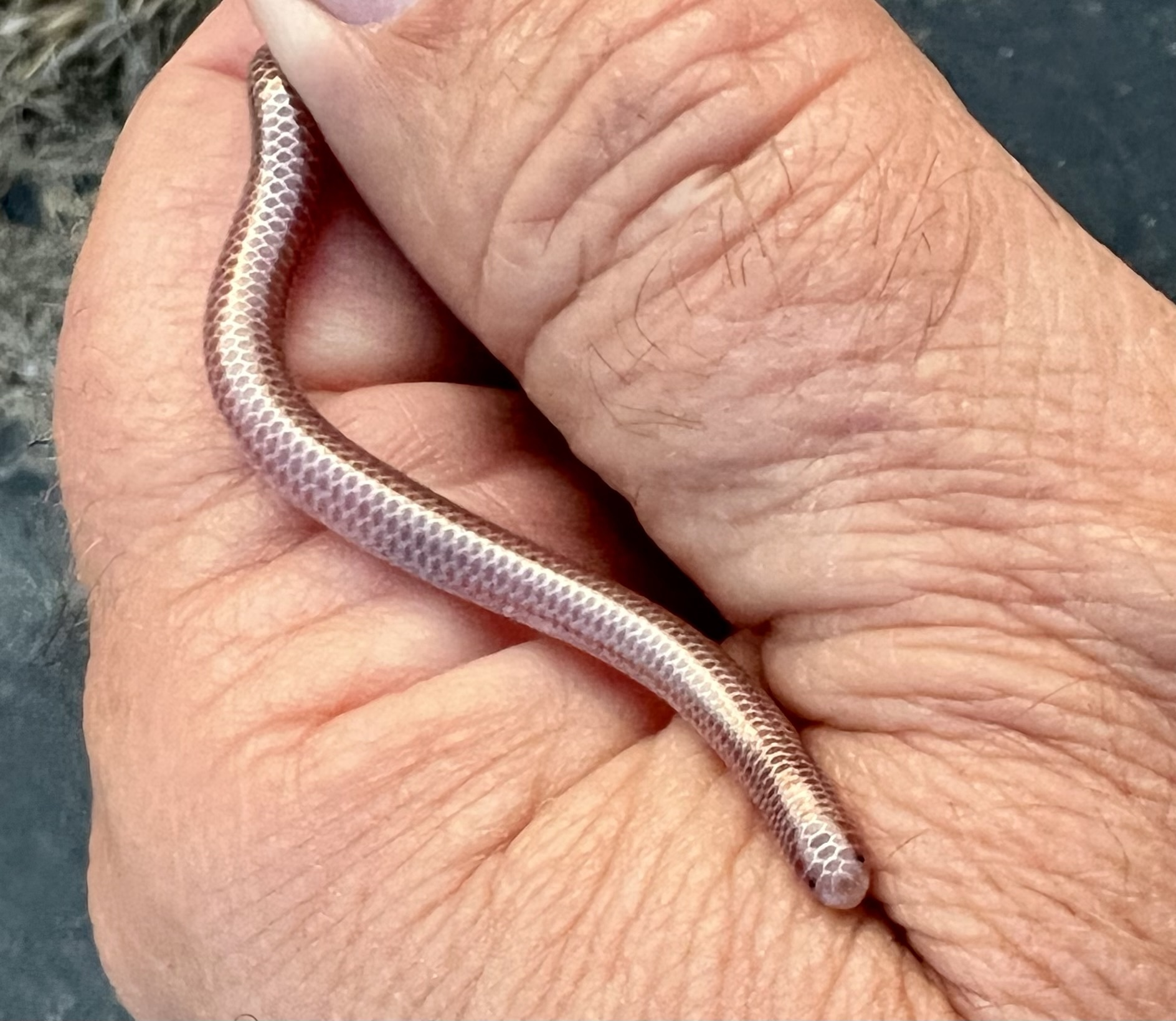 <p><span><span>Texas Blind Snake</span></span></p>