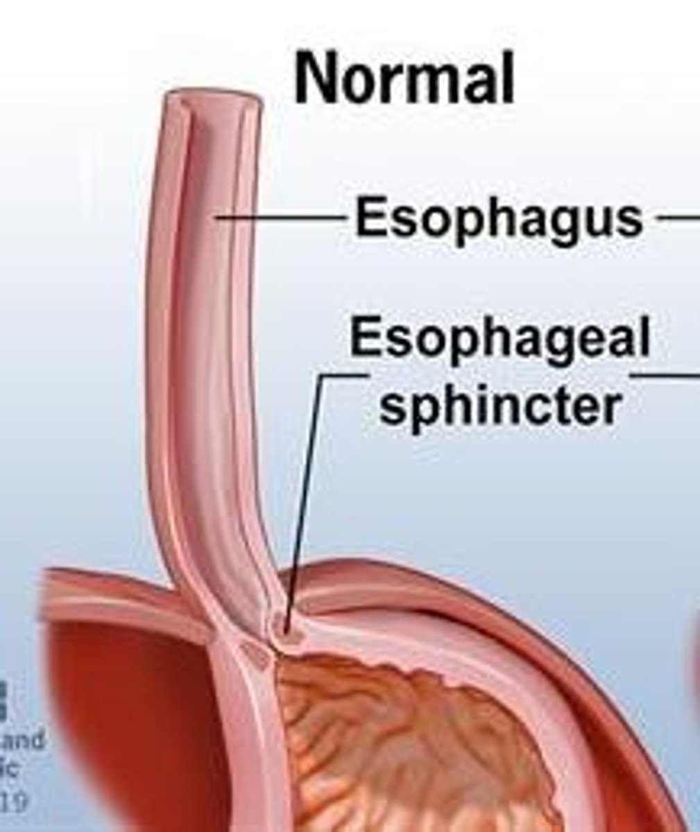 <p>A flat muscular tube that connects the laryngopharynx to the stomach.</p>