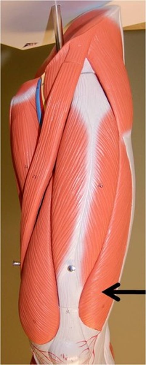 <p>A: extension of leg</p><p>O: greater trochanter (femur)</p><p>I: patella and tibial tuberosity</p>