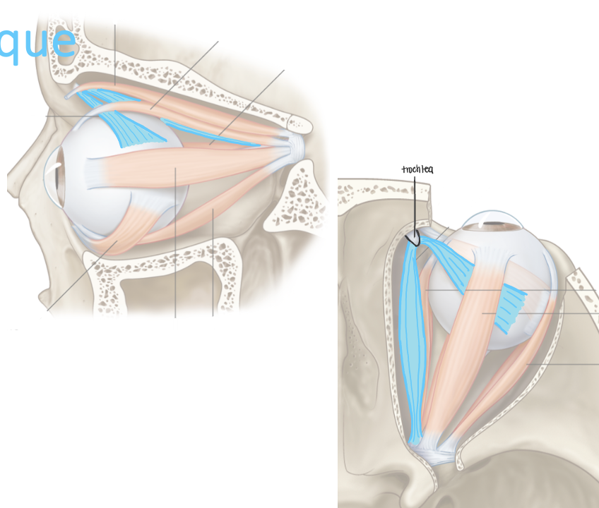 <p>List their attachments, their function, and innervation: Superior Oblique</p>