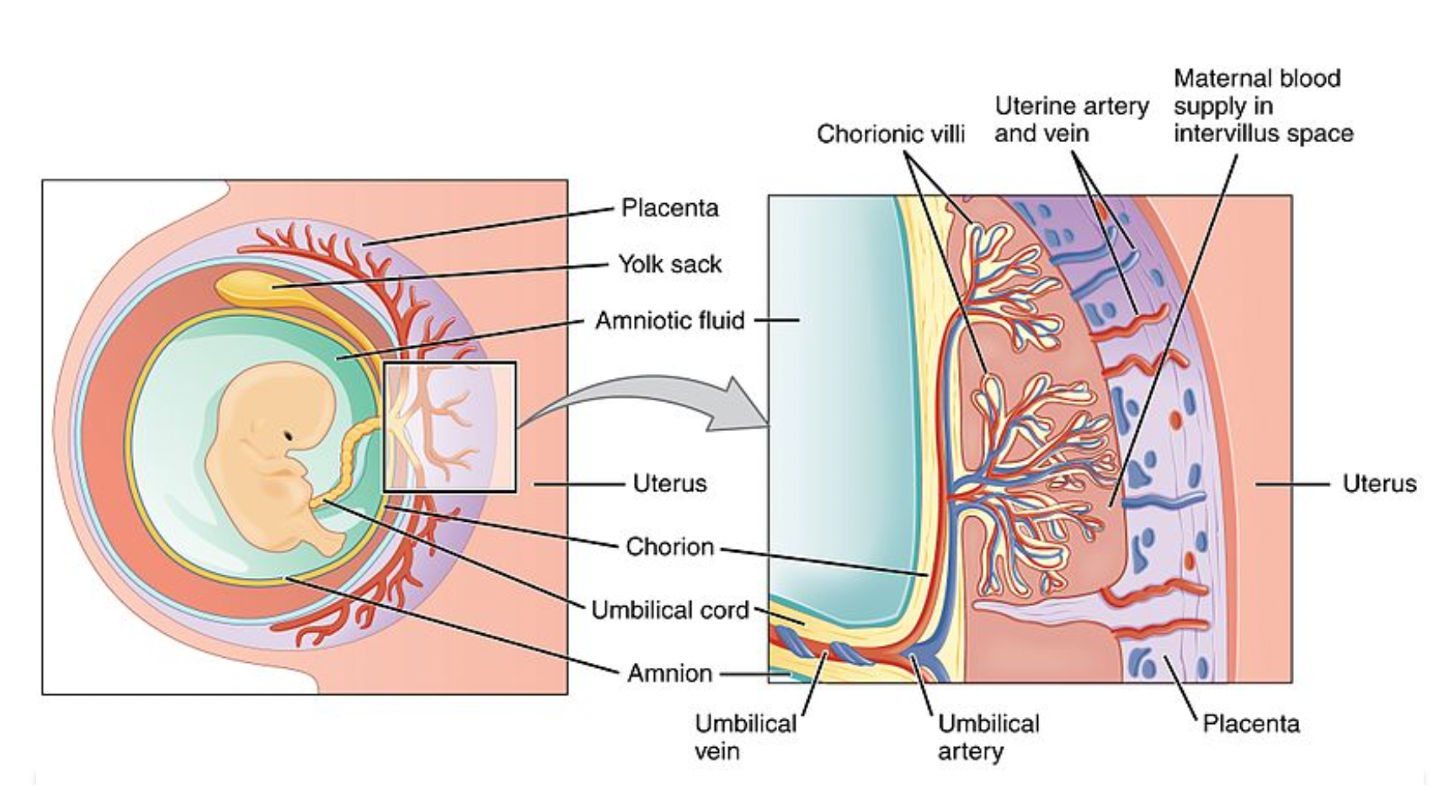 <p></p><ul><li><p>Placenta and uterus should be separate structures but have many blood vessels that temporarily attach them </p></li></ul><p></p>
