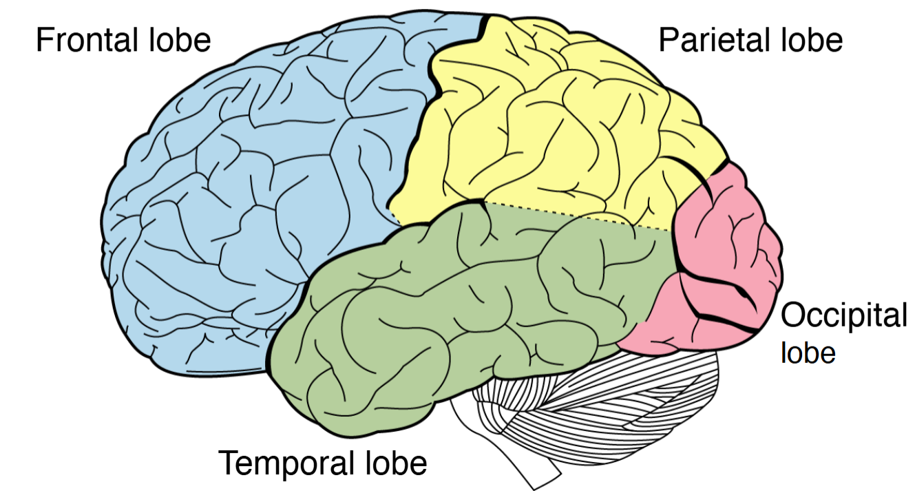 <p>Lobes of the brain</p>