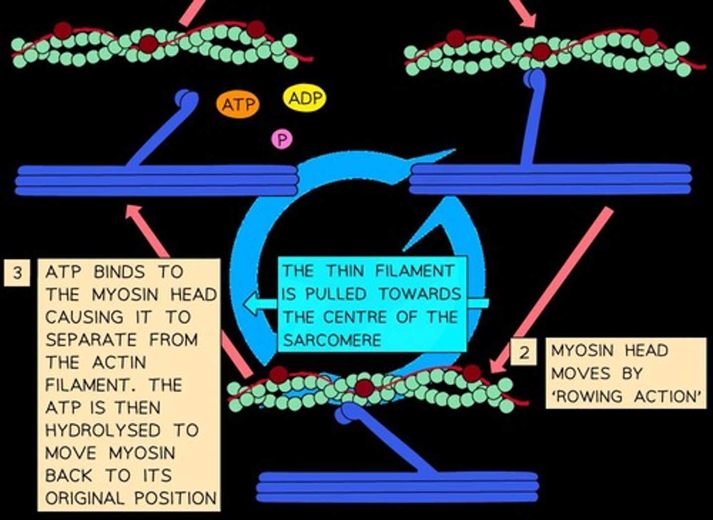 <p>The process that produces ADP + Pi and releases energy for myosin to move into a high energy state.</p>
