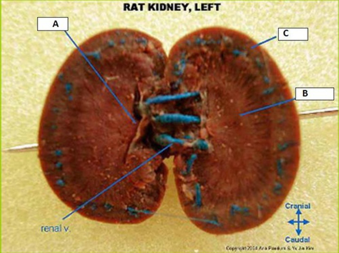 <p>A</p>