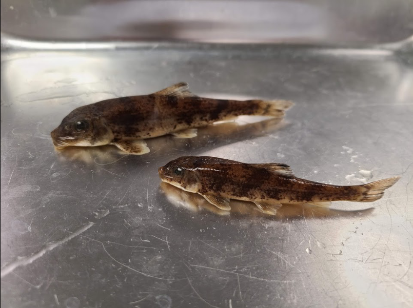 <p>What is the taxonomy, common name, and scientific name of this fish</p>