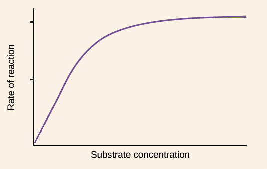 <p>Concerning the concentration of a substrate, why does the reaction rate eventually level off </p>