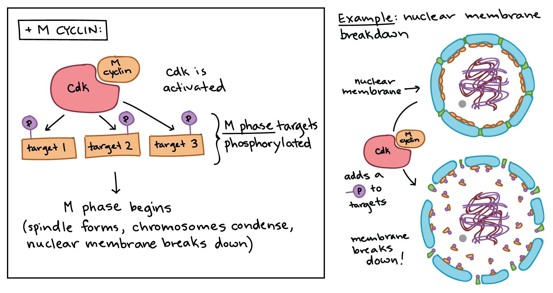<p>MPF complexes add phosphate tags to several different proteins in the nuclear envelope, resulting in its breakdown and also _____.</p>