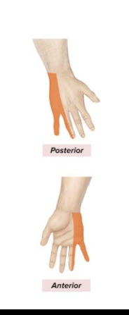 <p>Sensory: Digits 4-5</p><p>Motor: Flexor Carpi Ulnaris; flex wrist, adduct/abduct fingers</p>