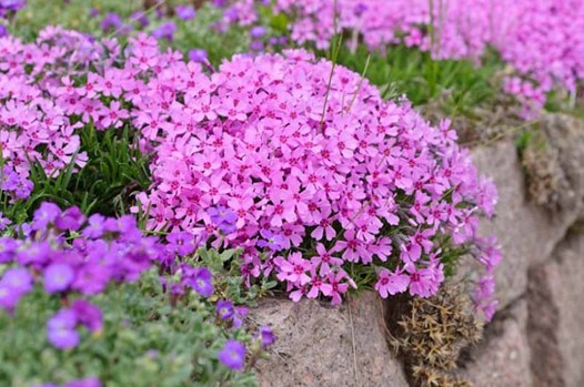 <p>Phlox subulata: creeping phlox</p>