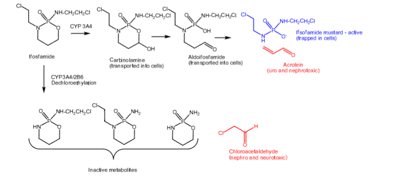 <p>-<strong> </strong><span style="color: red"><strong>Carbon-based alkylating agent</strong></span></p><p>- <span style="color: red"><strong>Prodrug</strong></span></p><p>- <span style="color: red"><strong>Activated more slowly than cyclophosphamide</strong></span></p><p>- <strong>Half-life of 7 hours</strong></p><p>- <strong>Undergoes N-dechloroethylation like cyclophosphamide to produce inactive metabolites</strong> <strong>and chloroacetaldehyde (toxicities from above)</strong></p><p>- <strong>Mesna is used as a uroprotective agent</strong></p><p>- <strong>Used </strong><span style="color: red"><strong>first-line </strong></span><strong>to treat </strong><span style="color: red"><strong>testicular cancer</strong></span></p><p>- <span style="color: red"><strong>IV</strong></span></p>