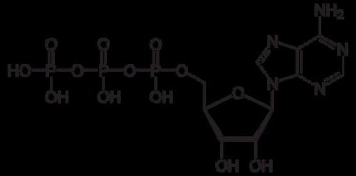 <p>ATP consists of three phosphate groups, and energy is stored within the bonds between them.</p>