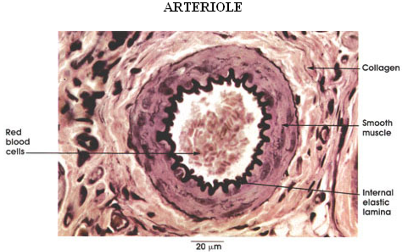 <p>Arteriole</p>