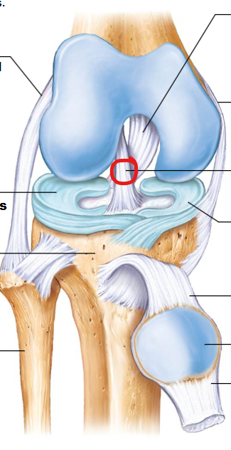 <p>Runs diagonally through the center of the knee, connecting the femur to the tibia. It prevents the tibia from sliding too far forward and provides rotational stability.</p>