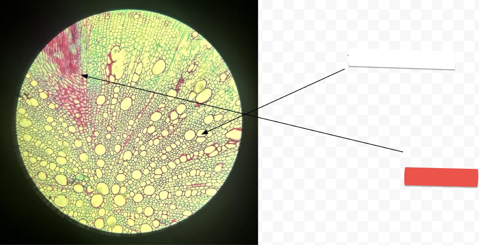 <p>identify the part in red</p>