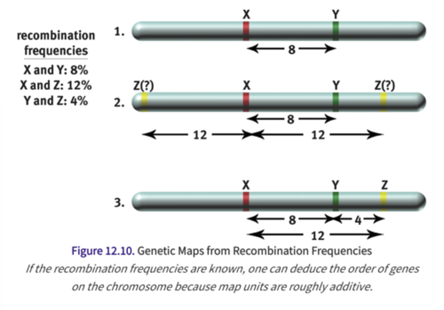 <p>-we can analyze recombination frequency to get a map representing relative distance between genes on a chromosome</p><p>-tighly linked genes have recombination frequencies close to 0, while weakly linked genes approach 50%</p><p>-one map unit or centimorgan is a 1 percent change of recombination, so 25 centimorgans apart means 25% of gametes show recombination between two genes</p>