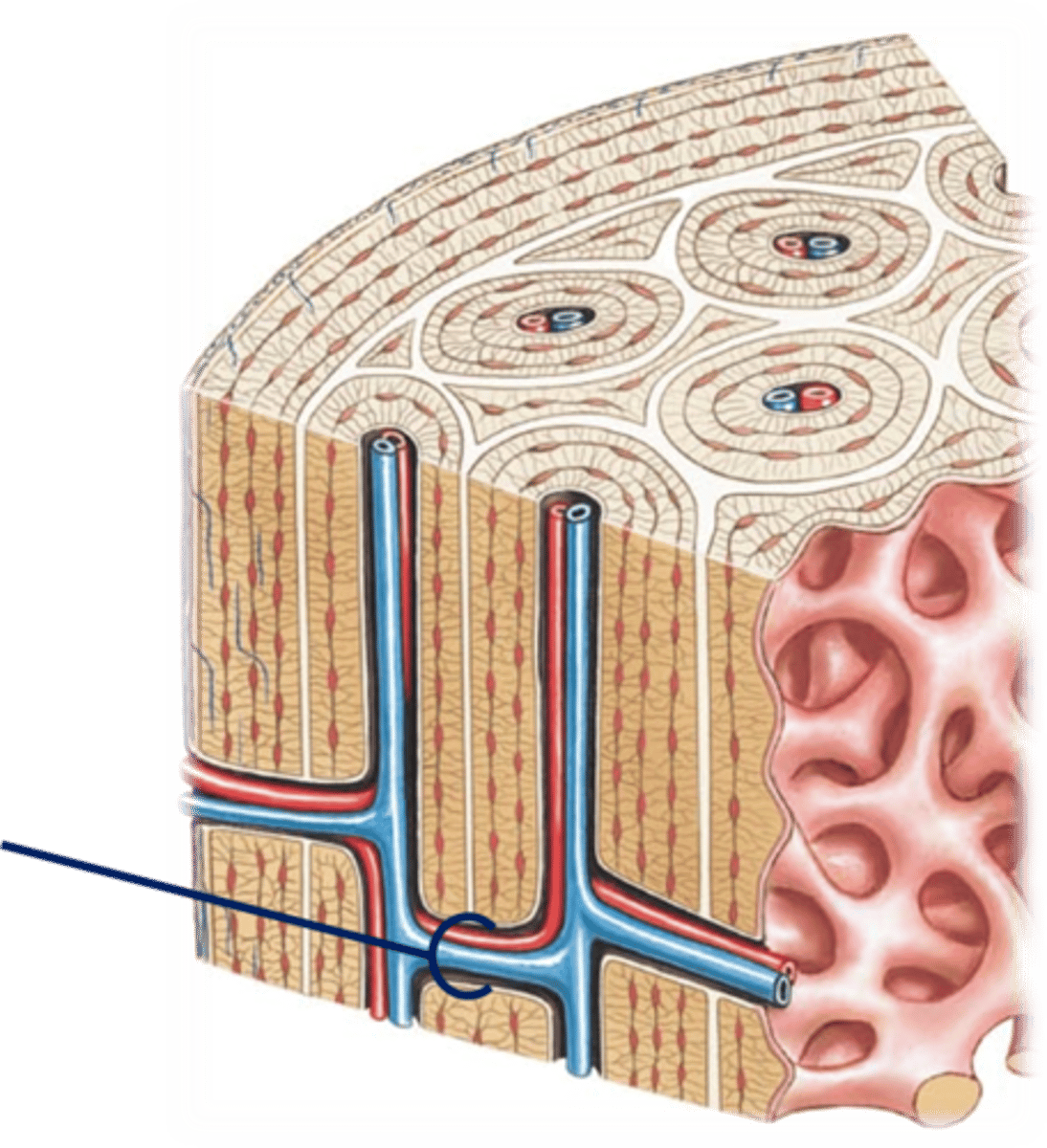 <p>run perpendicular to central canals, connect osteons to each other to share nutrients; run widthwise in a long bone</p>