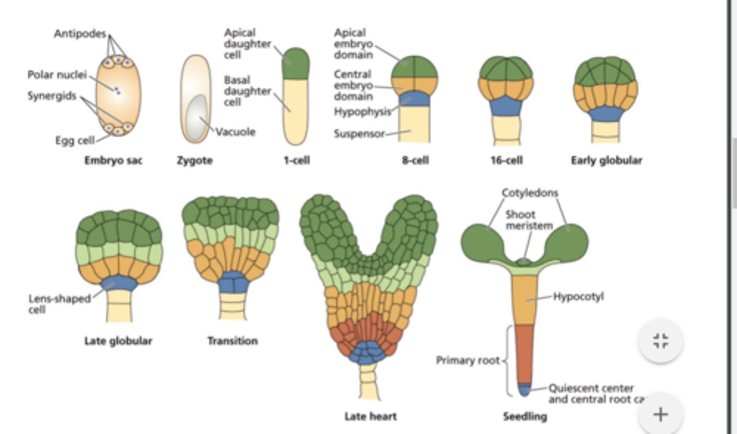 <p>(looking at the late heart stage)</p><p>Dark green: cotyledons and shoot</p><p>Orange: hypocotyl</p><p>Red: most of the root</p><p>Blue: root cap</p><p>Beige: suspensor</p>