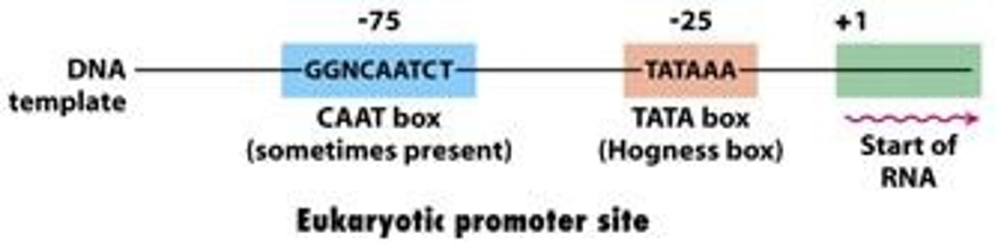 <p>Type of enhancer that occurs 60-100 bases upstream to the transcription site.</p><p>Has a consensus sequence of 5'-GGCCAATCT-3'. The core sequence, CAAT, gives this element its name.</p><p>Typically required for inducible genes to be produced in large amounts.</p>