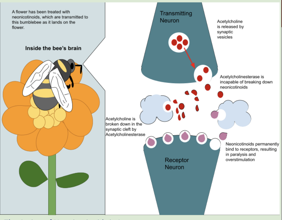 <p>Are a group of chemicals that are used in pesticides around the world </p><p>However, evidence shows that it kills bees (non-targeted insects)</p><ul><li><p>The neurotransmitter acetylcholine binds to nicotinic cholinergic receptors in the postsynaptic membrane.</p></li><li><p>Neonicotinoids are a group of chemicals that also bind to these receptors.</p></li><li><p><span style="background-color: transparent;"><span>The neonicotinoids bind irreversibly to the acetylcholine receptors of insects.&nbsp;</span></span></p></li><li><p><span style="background-color: transparent;"><span>This blocks synaptic transmission, resulting in paralysis and death of the insect.</span></span></p></li></ul><p></p>