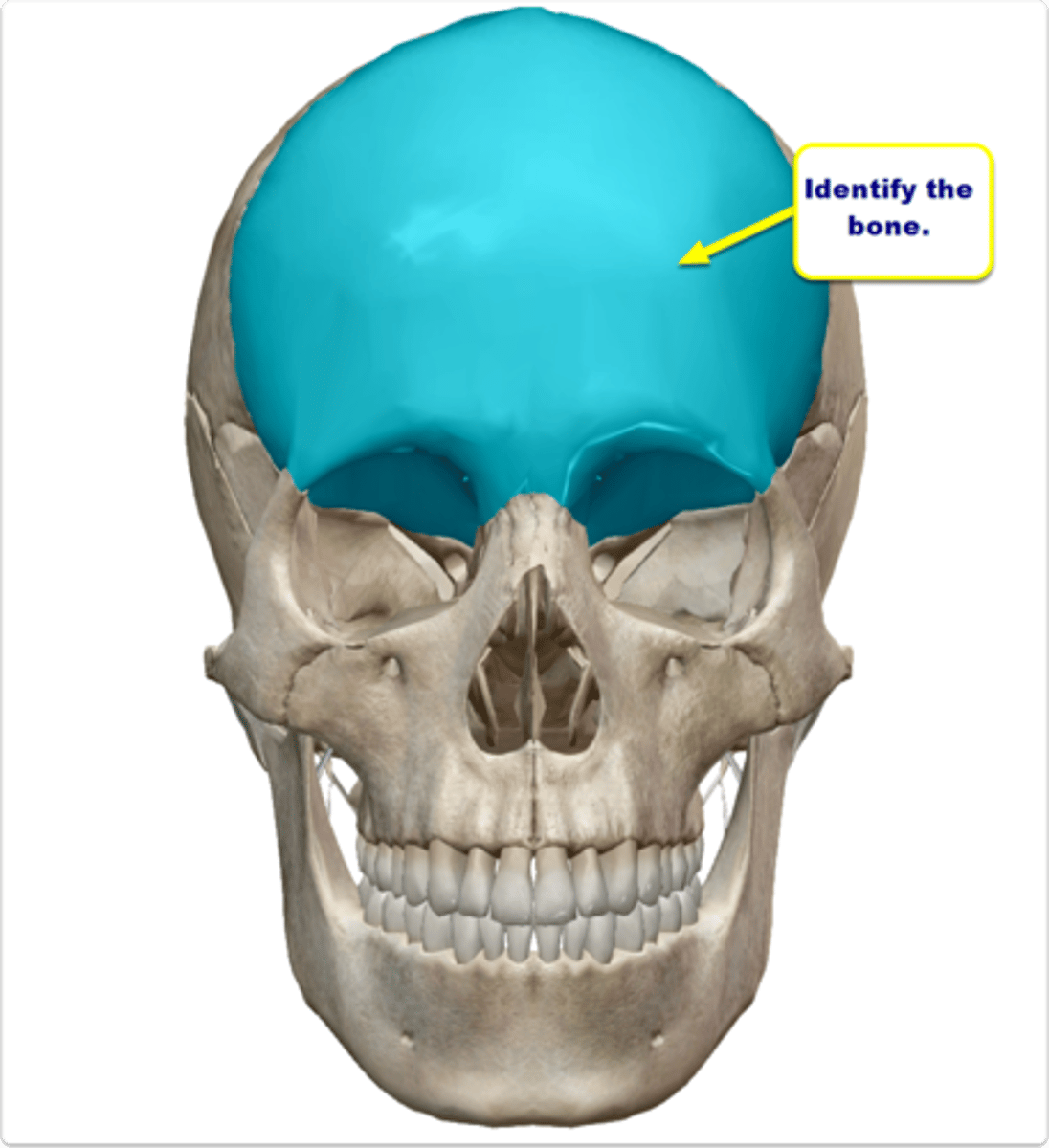 <p>forms the forehead the roof of the nasal cavity.</p>