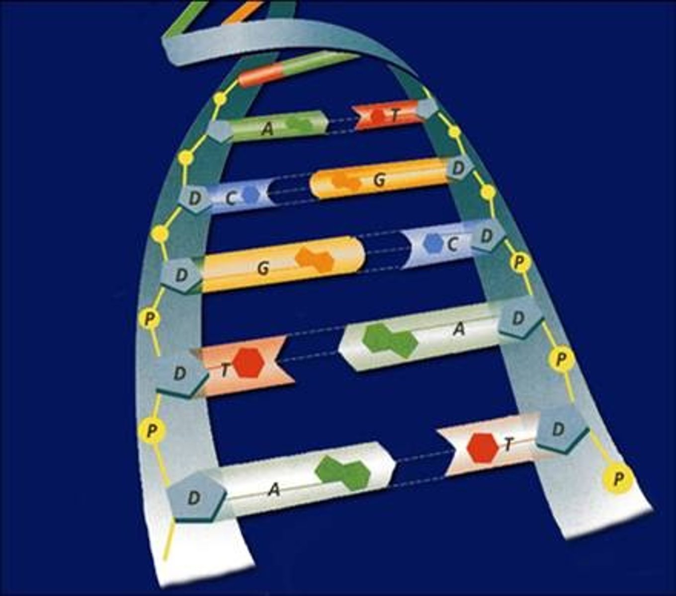 <p>The four bases in DNA, A, T, C, and G</p>