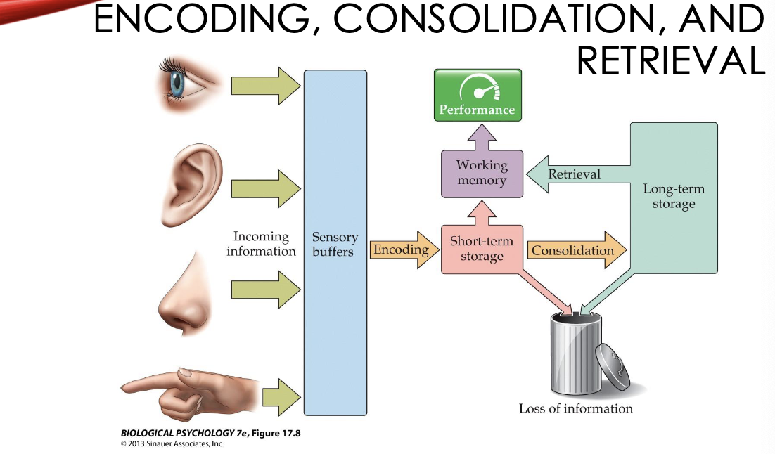 memory stages