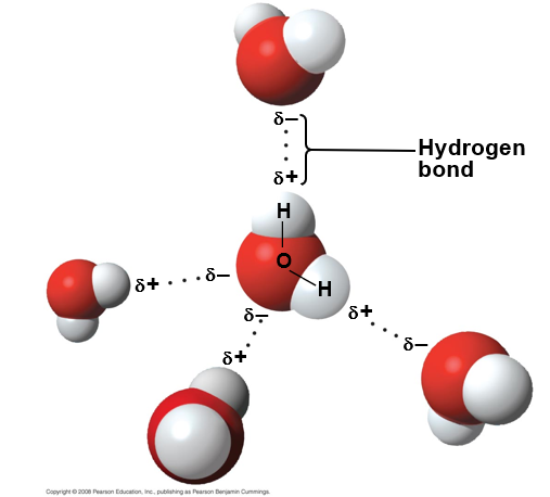 <p>polar molecule</p><ul><li><p>the opposite ends have opposite charges</p></li><li><p>polarity allows water molecules to form hydrogen bonds with each other</p></li></ul><p></p>