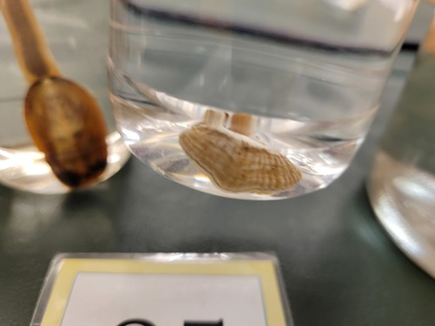 <p>Identify taxonomy</p>